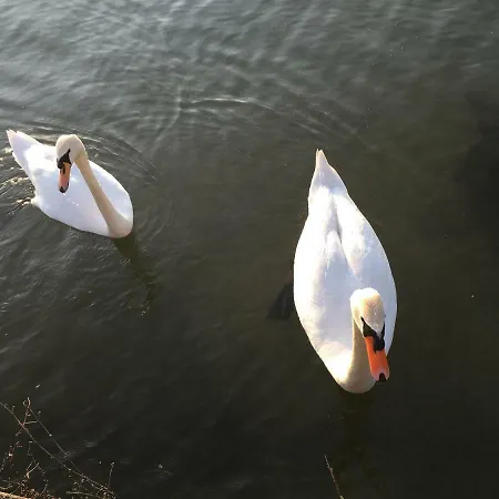 Vakantiehuis The Gulf - Maggiore Monvalle